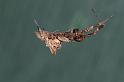 Uloborus_congregabilis_D7098_Z_88_Camping near sewage_Australie
